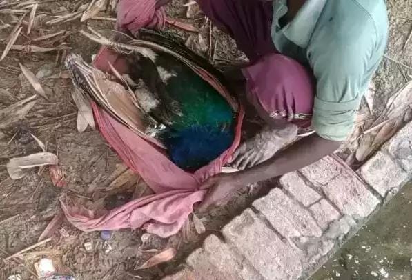 वाराणसी : मिर्जामुराद में संदिग्ध परिस्थिति में राष्ट्रीय पक्षी की मौत, मोर के शव को तस्कर लेकर फरार।