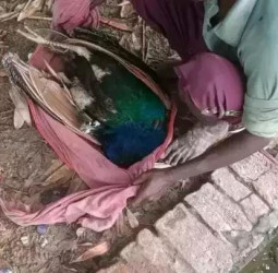 वाराणसी : मिर्जामुराद में संदिग्ध परिस्थिति में राष्ट्रीय पक्षी की मौत, मोर के शव को तस्कर लेकर फरार।