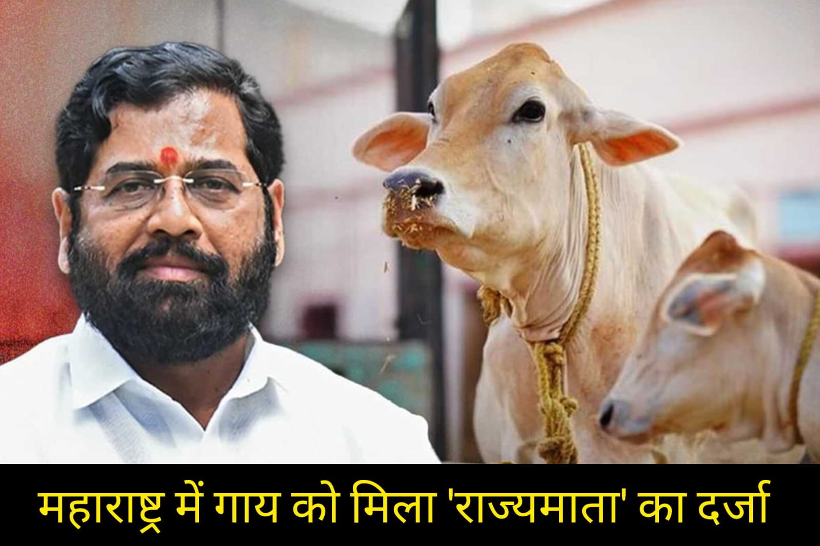 महाराष्ट्र में चुनाव से पहले बड़ा फैसला: गाय को मिला 'राज्यमाता' का दर्जा, शिंदे सरकार की ऐतिहासिक घोषणा!
