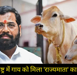 महाराष्ट्र में चुनाव से पहले बड़ा फैसला: गाय को मिला 'राज्यमाता' का दर्जा, शिंदे सरकार की ऐतिहासिक घोषणा!