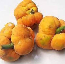 जवानी और सेहत का खजाना: कभी बूढ़ापा नहीं आने देता ये चमत्कारी फल, कीमत सिर्फ 5 रुपये....