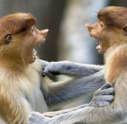 यूपी : छह साल की बच्ची से दुष्कर्म कर रहा था हैवान, खी-खी करता बंदरों का झुंड आया और फिर...