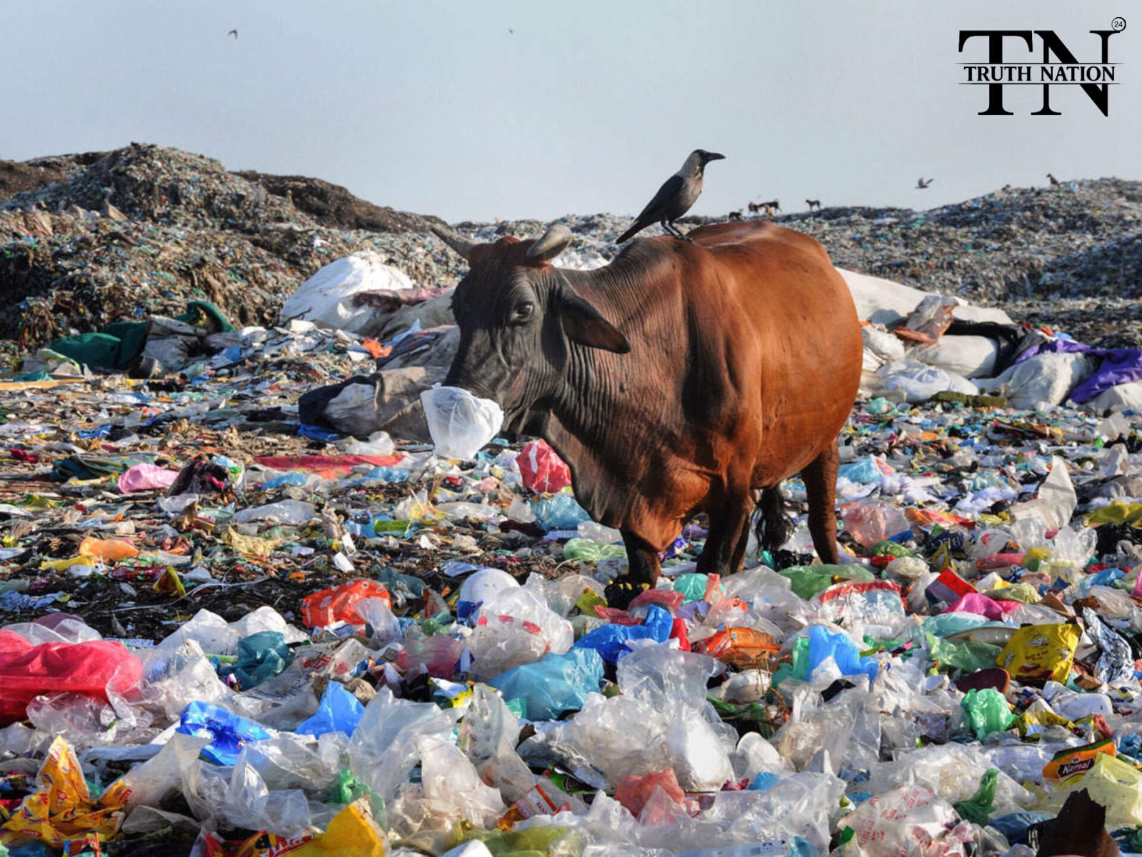 पर्यावरण पर संकट! प्लास्टिक कचरा फैलाने के मामले में भारत नंबर 1, चौथे नंबर पर चीन।